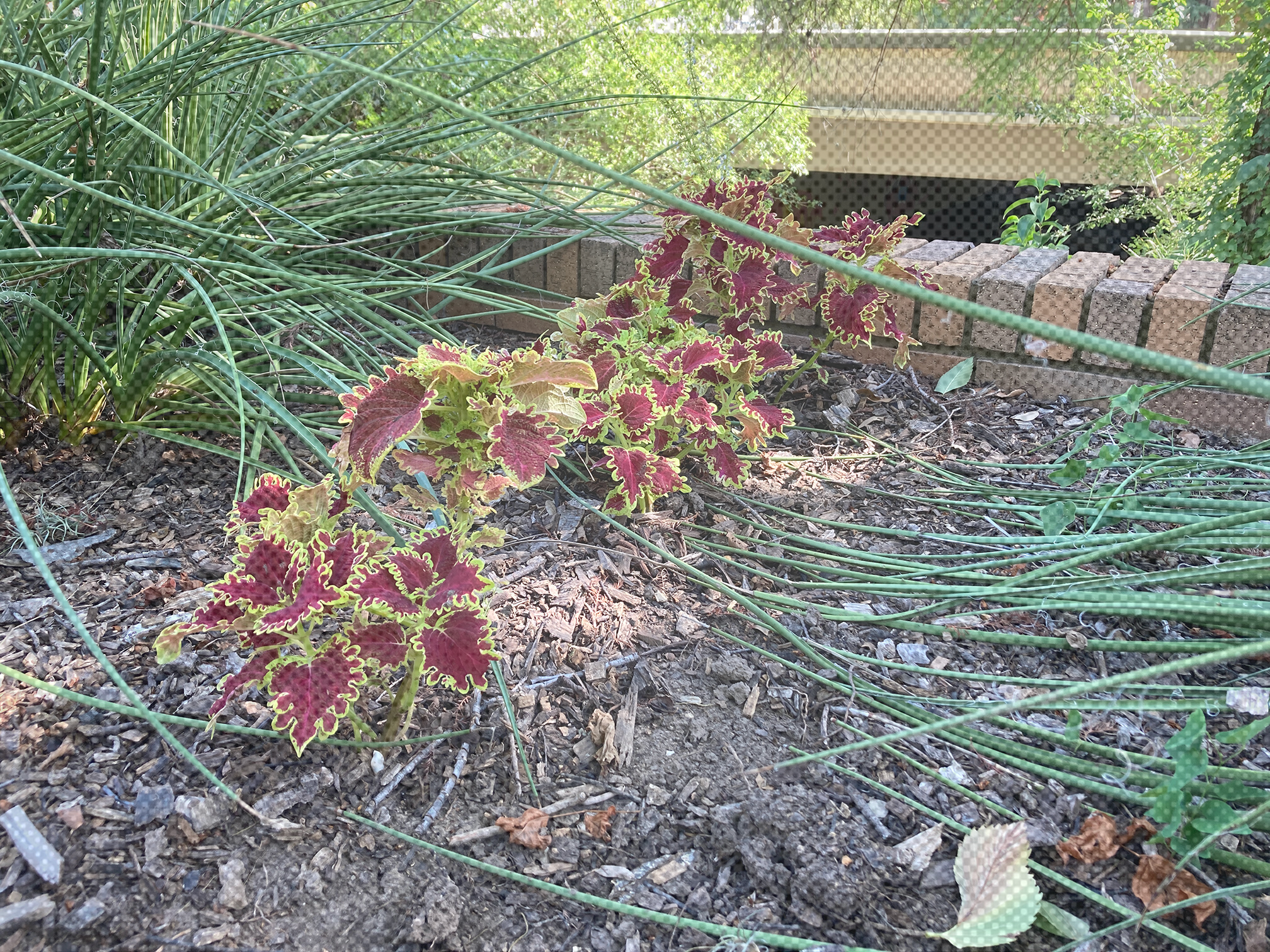A picture of Coleus